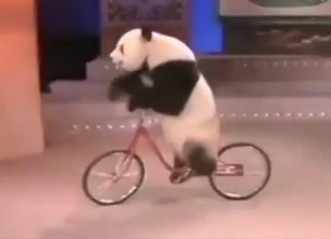 大熊猫|早期春晚的大熊猫表演 世界上最长寿的大熊猫一代人的记忆