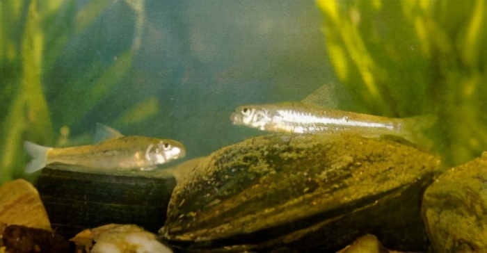 片唇鮈 鲤科platysmacheilus longibarbatus lo,yao et chen63长蛇鮈
