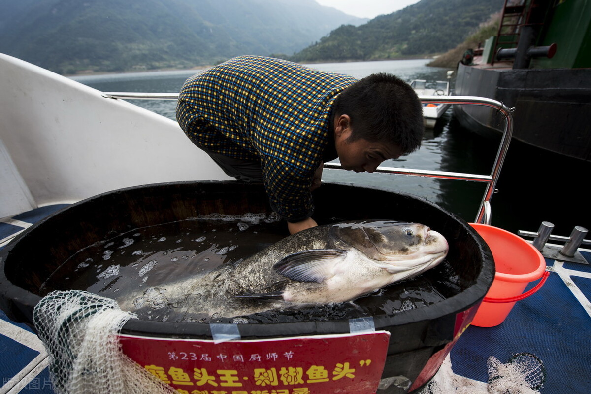 為什麼賣的鱈魚都沒有頭 牧海 Mdeditor