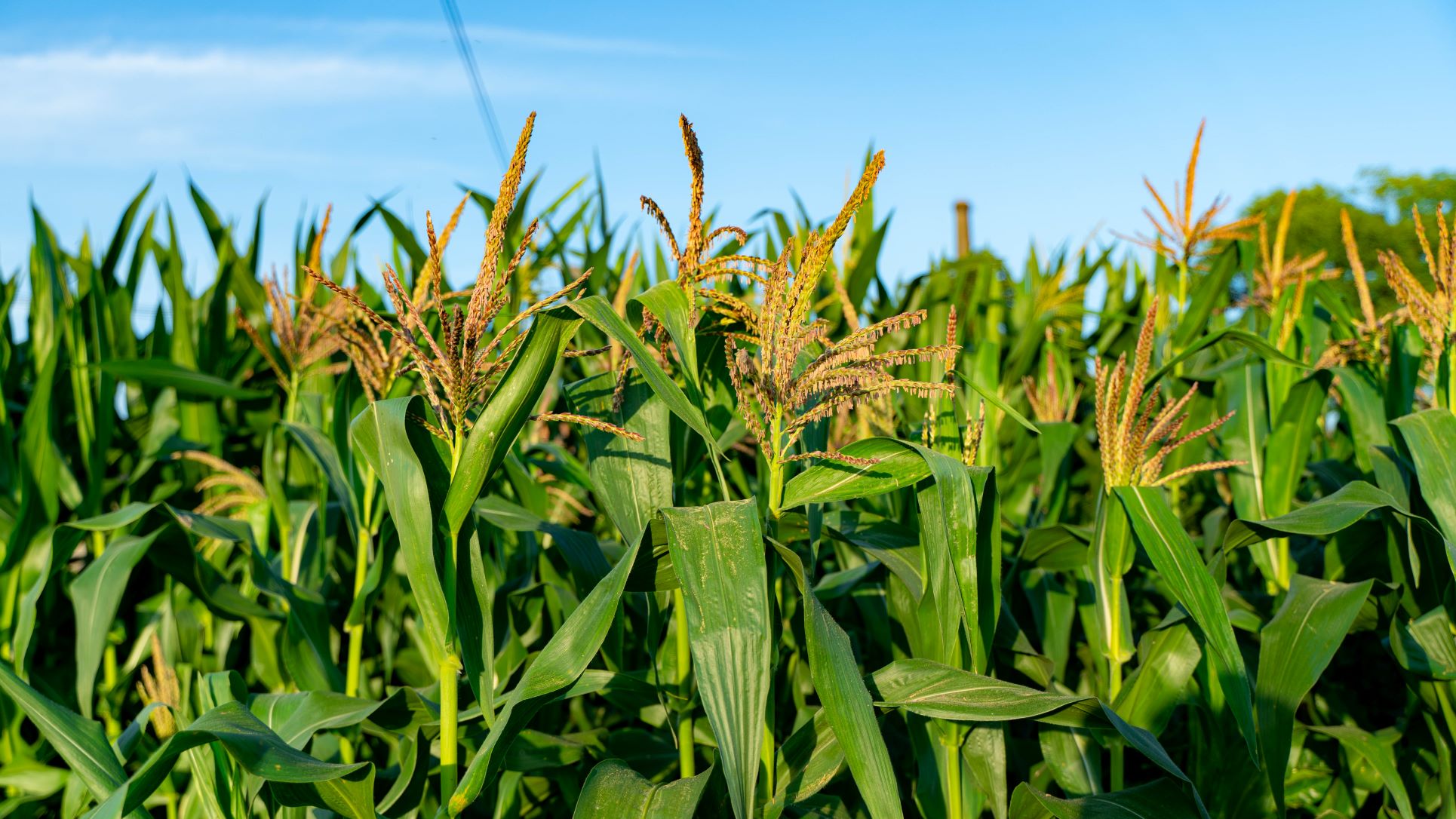 为什么玉米收获前不能削叶打顶，常用的促增产方法有哪些？