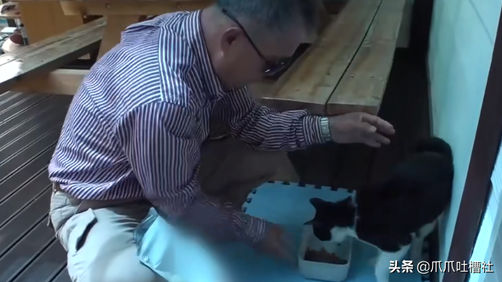 猫咪每日奔袭8公里，只为谈恋爱，谁说异地恋就没有好结局？