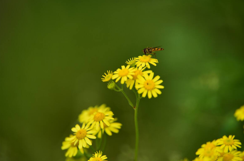 「诗词鉴赏」野花无主为谁芳，古诗词里的野菊，寂寞开，别样美