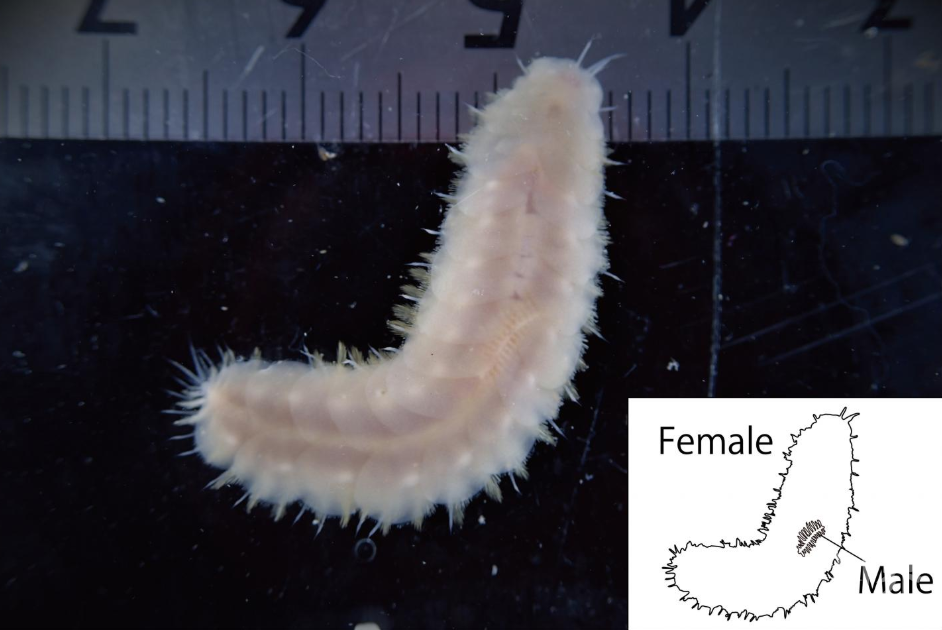 科學(xué)家在日本海發(fā)現(xiàn)新物種，雄性體型只有配偶的四分之一