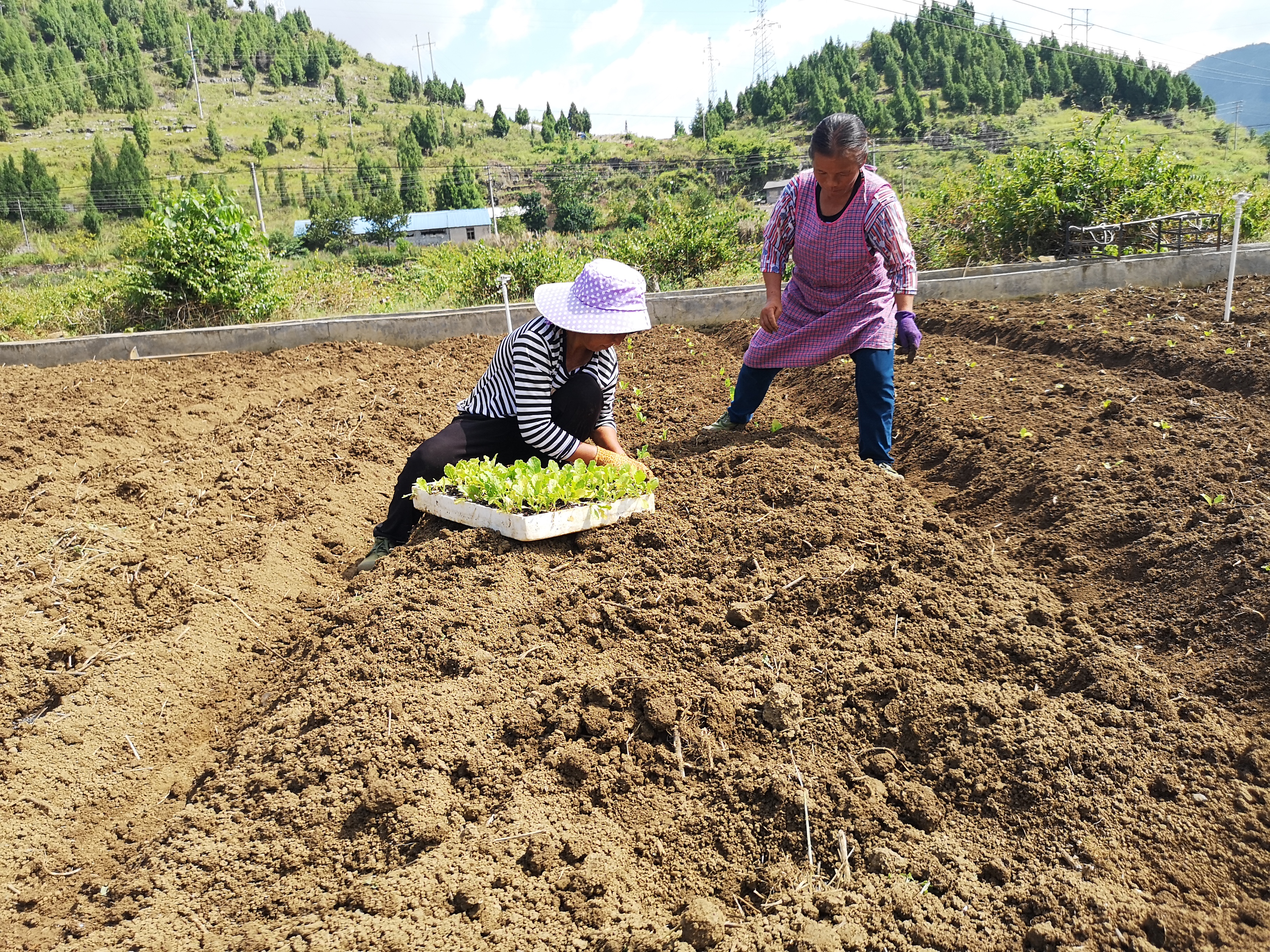 田间种出幸福生活——德卧镇盘龙社区杨辉夫妇蔬菜种植致富记