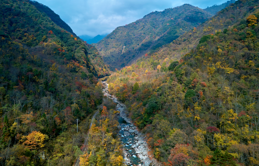 四川|媲美光雾山！平武这条沟，藏着一个惊艳的彩林秘境！