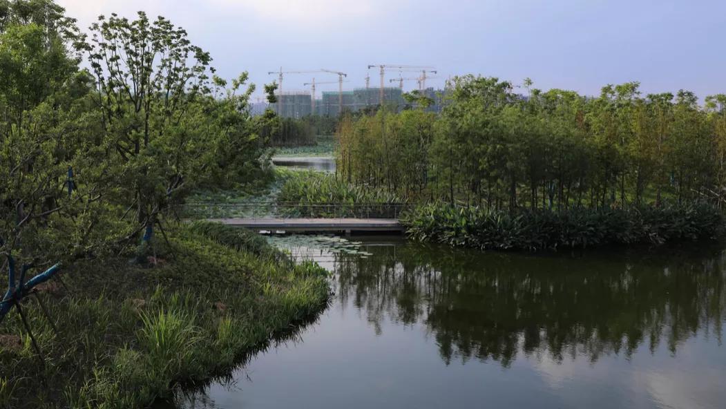 南通紫琅公园：治水重塑生态美，一湾清湖万物生