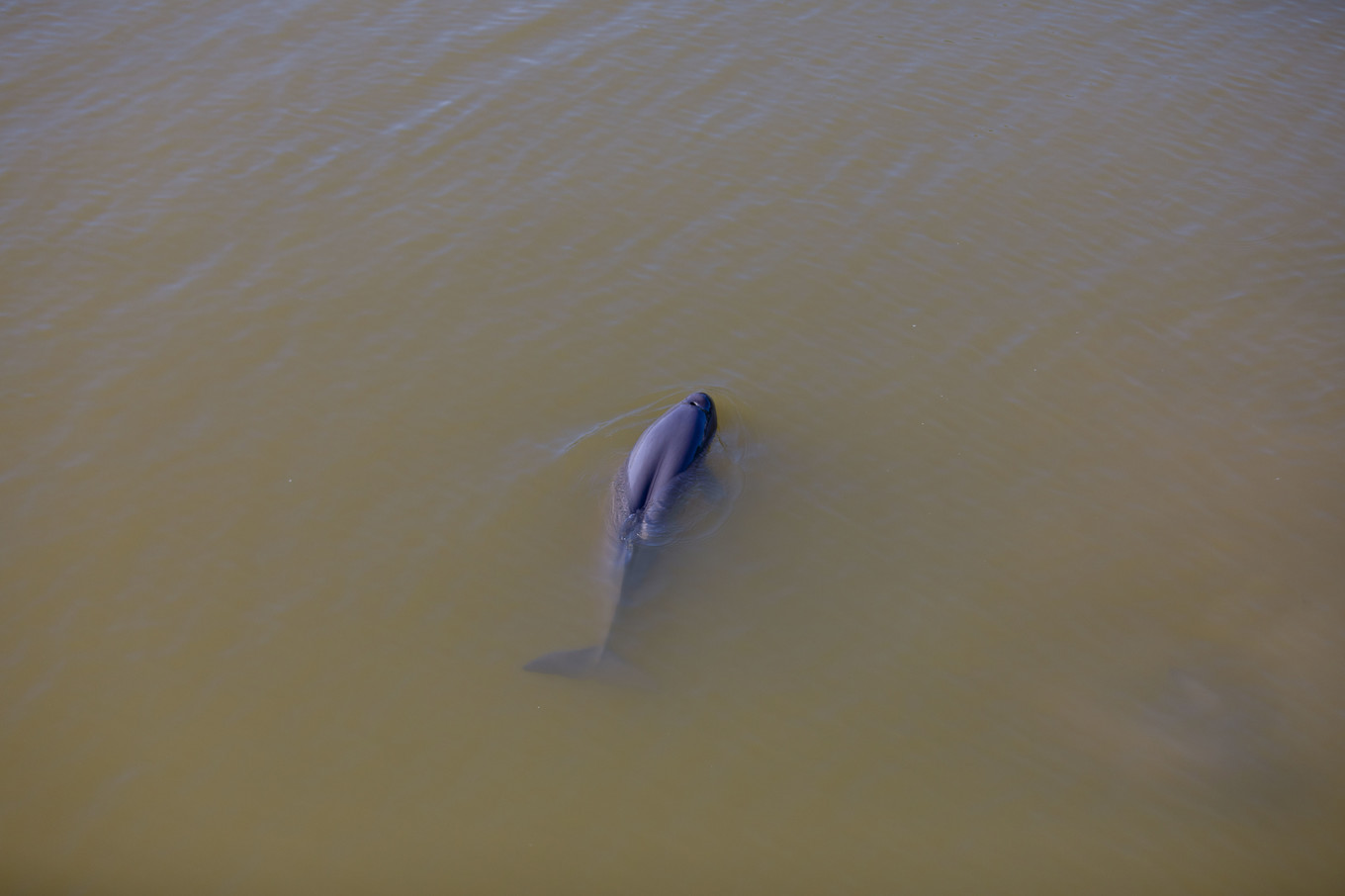 铜陵的一处江心小岛，长江江豚在这里与人类和谐共生
