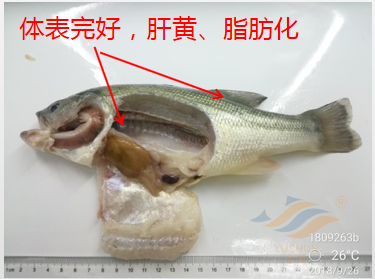 加州鱸魚養(yǎng)殖模式分析：投喂方式、放養(yǎng)水體、常見病害的分享