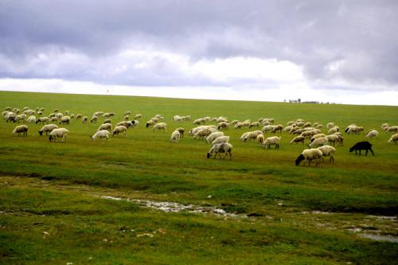 蒙古赠送的3万只羊，现在赶到哪里了？