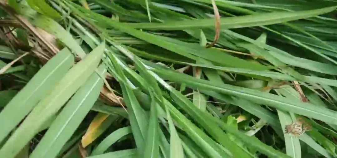 他养鹅养出2000万，咋做到的？