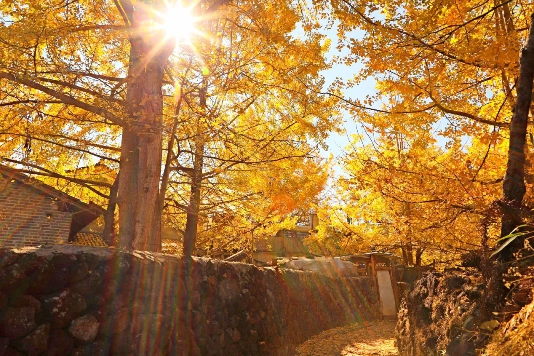 Recommended tourist destinations in late October: go to meet the most romantic autumn scenery!  (under)