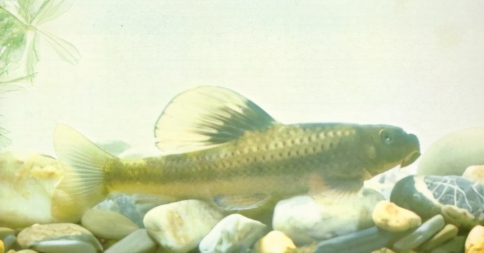 蛇鮈 鲤科saurogobio dabryi bleeker(船钉子,白杨鱼)鲤科(六)65光唇