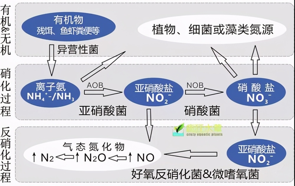 反硝化細菌產品怎么選？