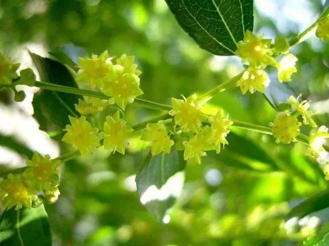 枣花虽小结实成 司马情1 Mdeditor