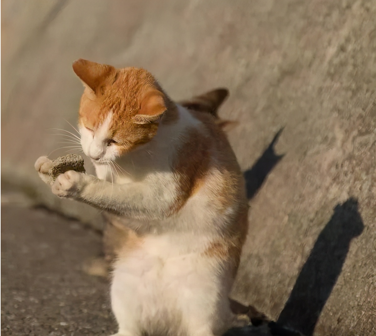 给自己找了个家的流浪猫都怎么样了？铲屎官：我宁愿它没那么懂事-第2张图片-大千世界