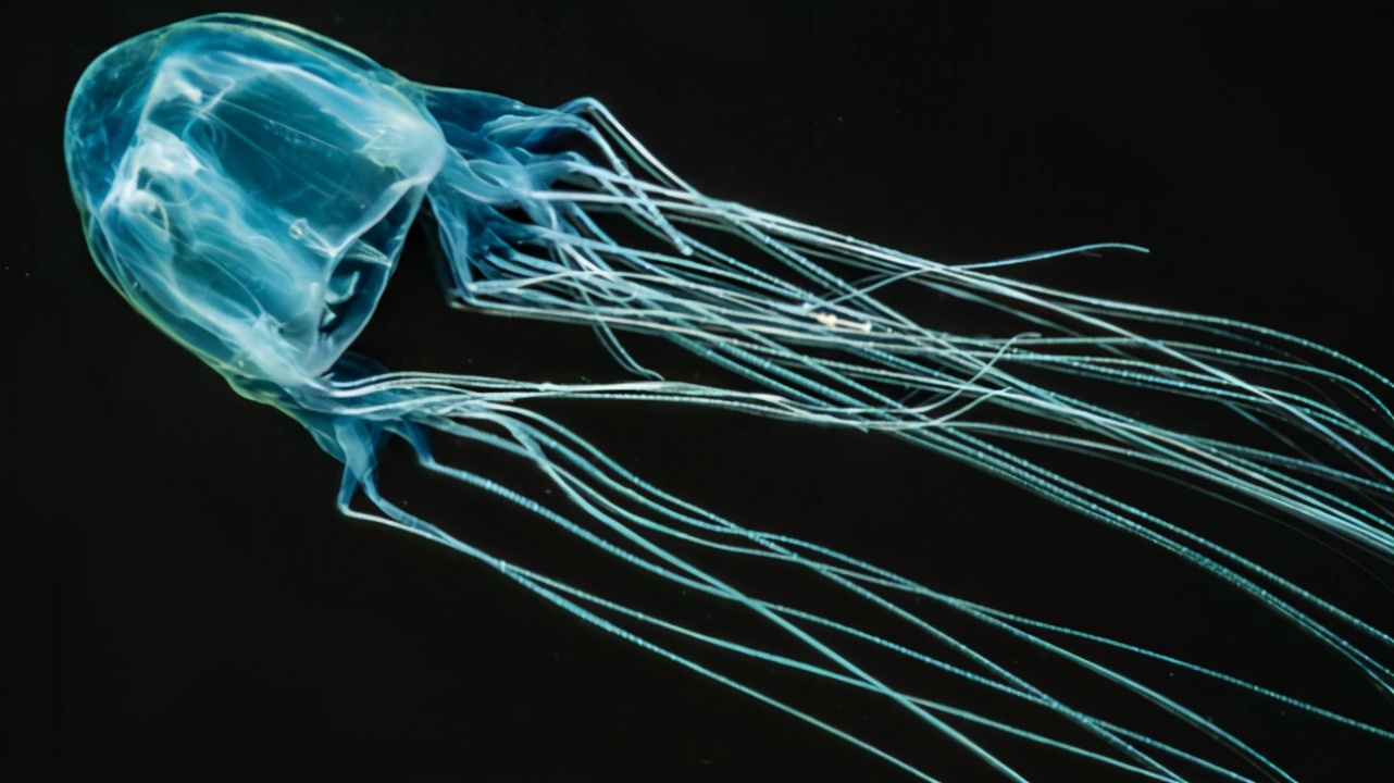 澳洲海滩出现全球最毒生物！一碰致命！已有1