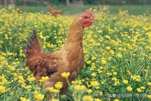 广东最好吃的十种鸡