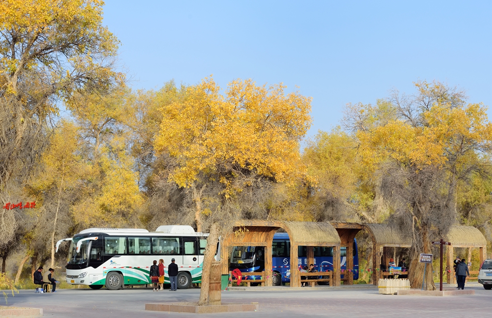 塔里木胡楊林公園——秋季到塔里木看世界上最大最古老的胡楊林