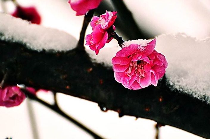 「诗词鉴赏」傲雪寒梅独自开-第21张图片-非凡网