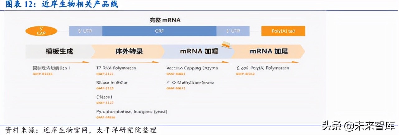 mRNA疫苗相关产业链价值分析：酶是价值链最大的一块
