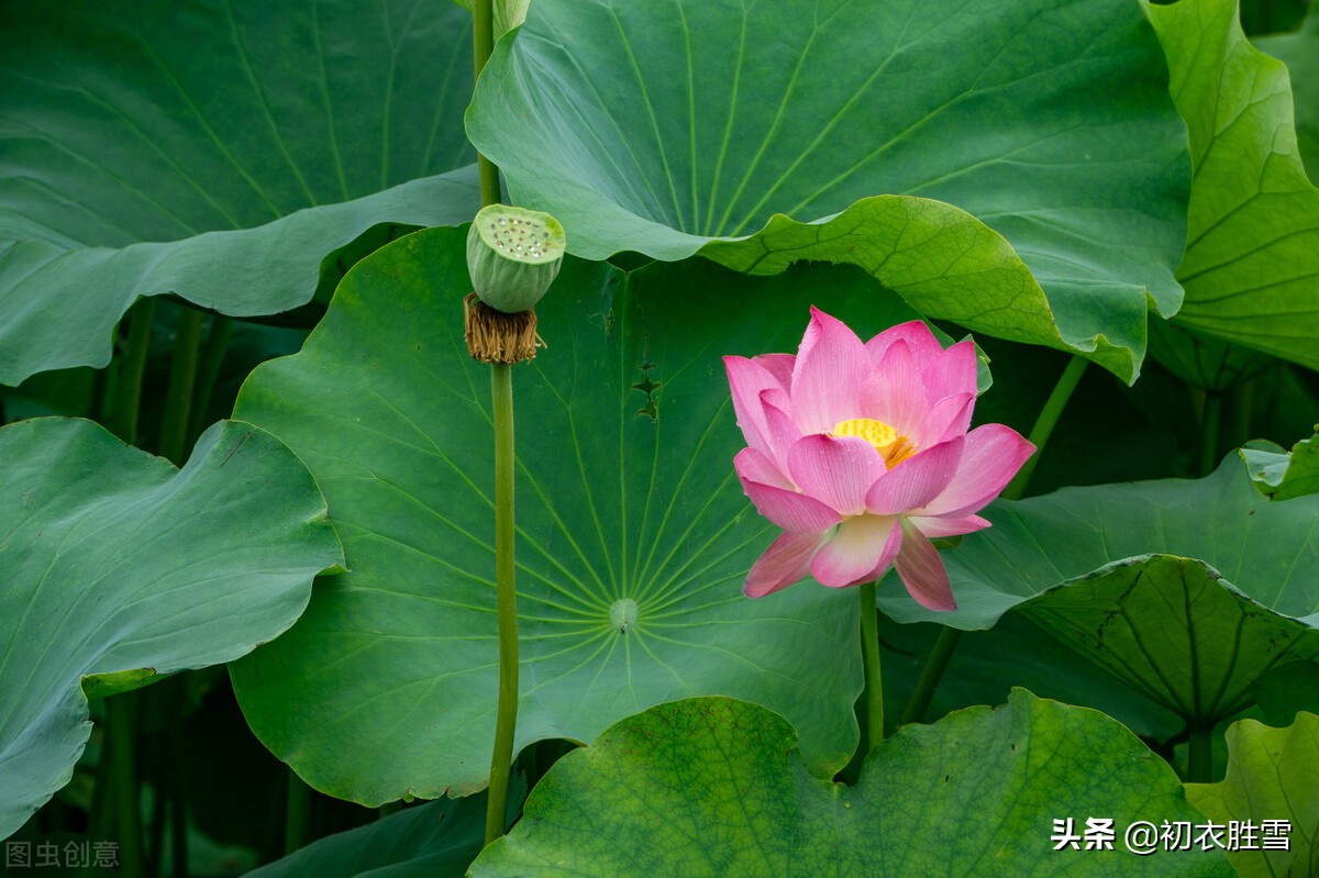 荷叶美诗六首赏读：爱莲尽爱花，而我独爱叶-第6张图片-诗句网