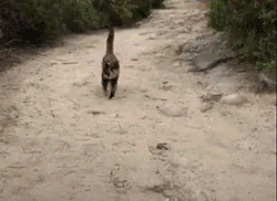 猫咪主动跳上车，能有啥坏心思？只不过想来一场说走就走的旅行