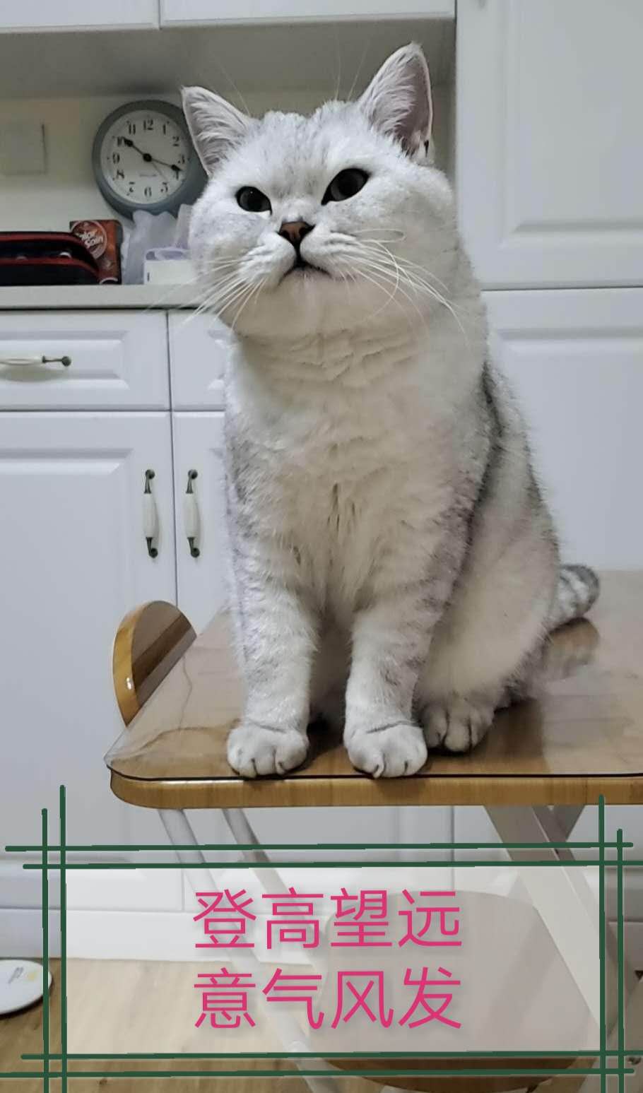 相信有神猫吗 宠物界的明星猫咪 靠才艺和智慧谱写传奇 一箭射天山 Mdeditor