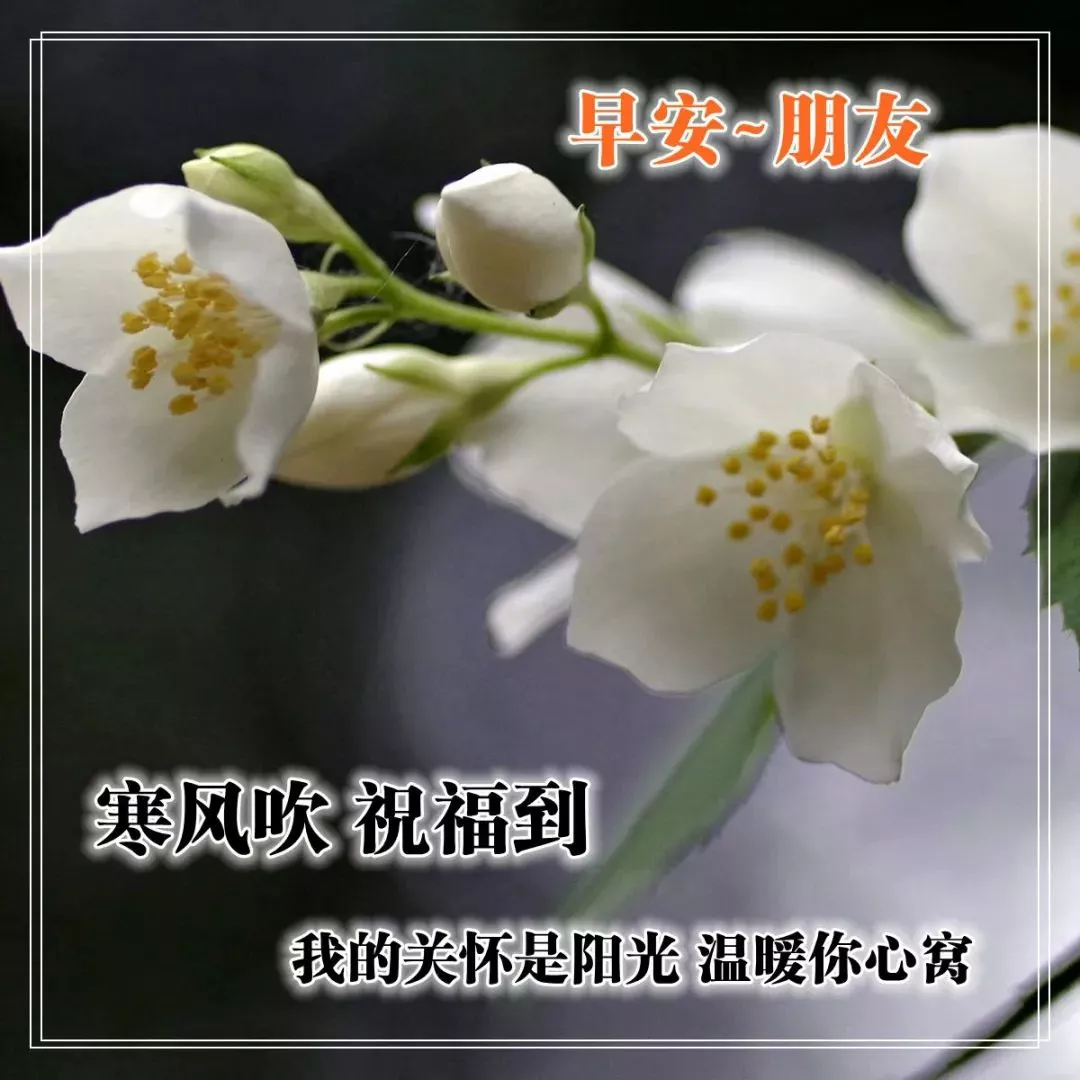 早上的问候图片带上精美的祝福语图片