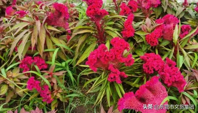 花仙谷中草药园景观全新升级！中医药研学新亮点
