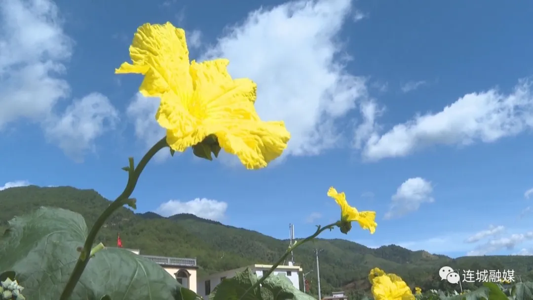 連城羅坊：絲瓜花開成金色花海 展現鄉村振興美麗新畫卷