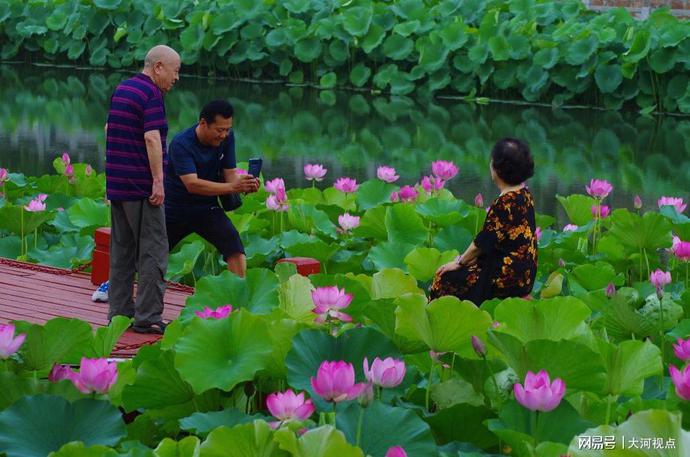 「发现许昌之美」莲城许昌荷花芳华绝代，让你看一眼惊艳整个夏天