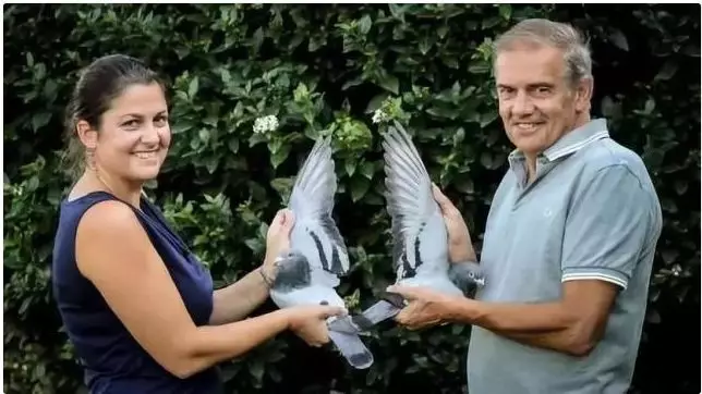 一羽鸽子卖出2200万天价,一场赛事总奖金高达亿元！