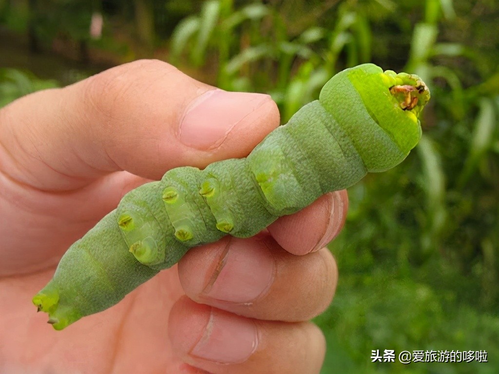 在连云港吃一次豆丹这辈子都是谈资