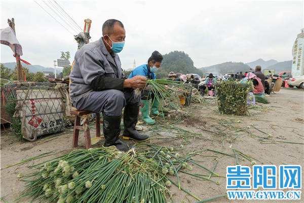 Guiyang: The person is diligent spring come early, green " sweet " the right season or time