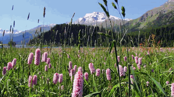 人多力量大，不止適用於人類