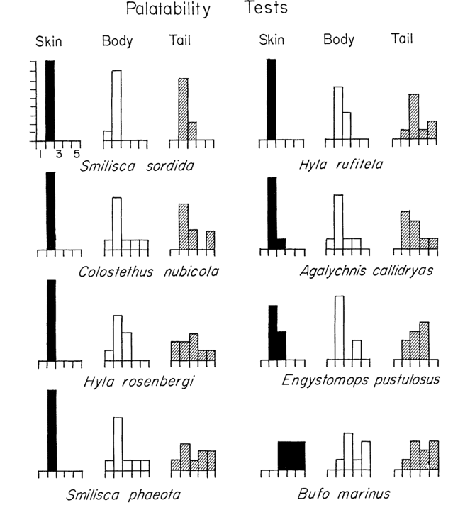 黑暗料理指南：蝌蚪好吃吗？｜奇怪的动物知识