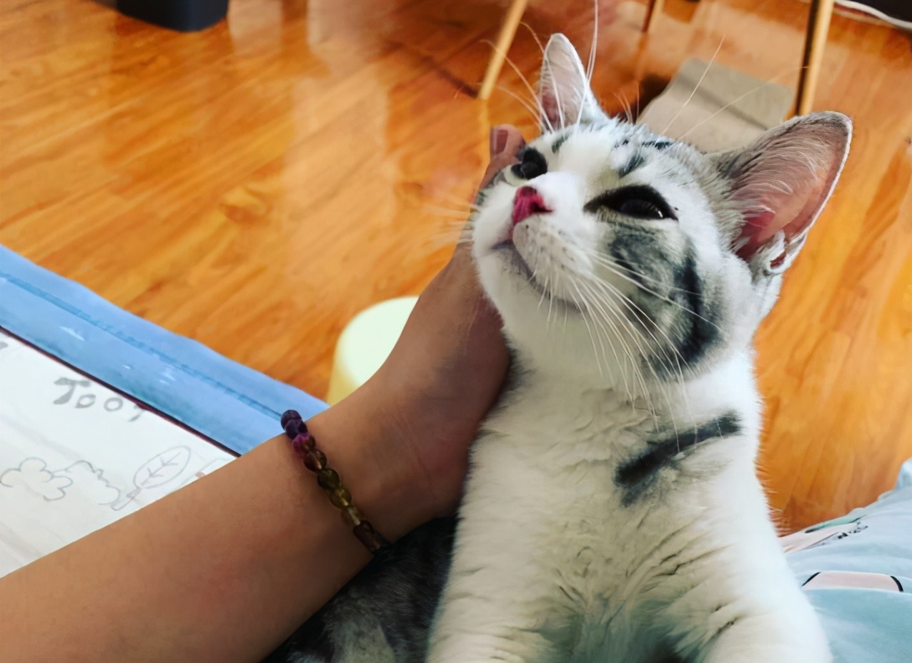 猫咪这些行为 竟是在报复主人 这猫不能要了 资讯咖