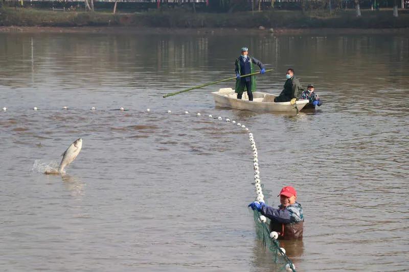 武科大连续6年推出师生免费共享鱼宴，7.8公斤鱼王礼献校园抗疫英雄