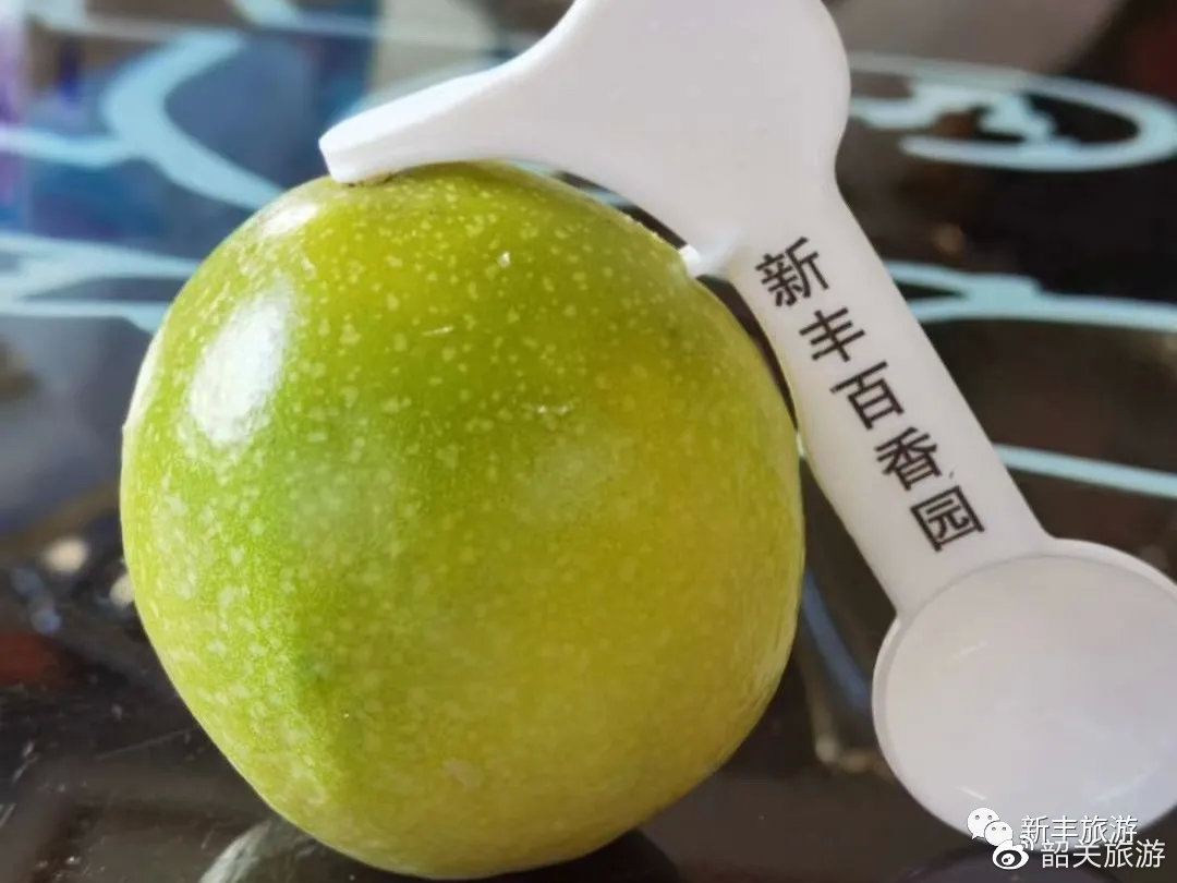 这个周末，来一场治愈的采摘游吧！百香果鲜甜美味，赶紧组队