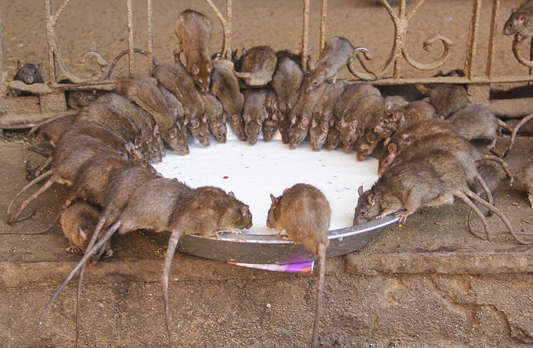 神奇的印度：老鼠神庙——卡尔尼玛塔