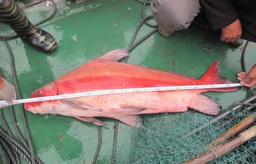 长江胭脂鱼的“怒火”：外形靓丽、肉质鲜美，终是“红颜薄命”