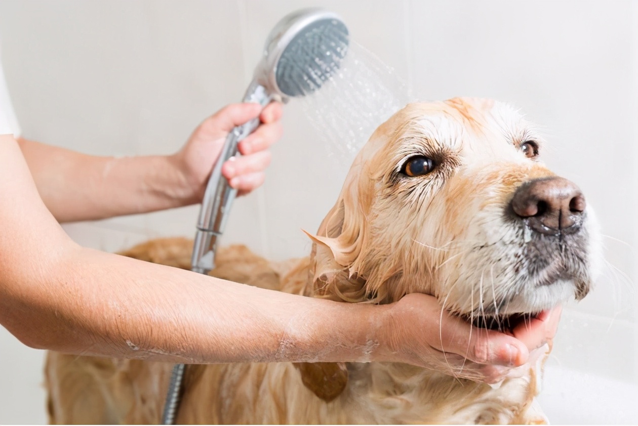 帮狗狗洗澡的禁忌，很多人都在犯