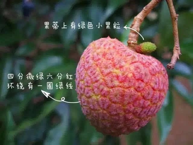 广东一荔枝世界最贵，一颗55万，杨贵妃吃过，“母树”存活400年