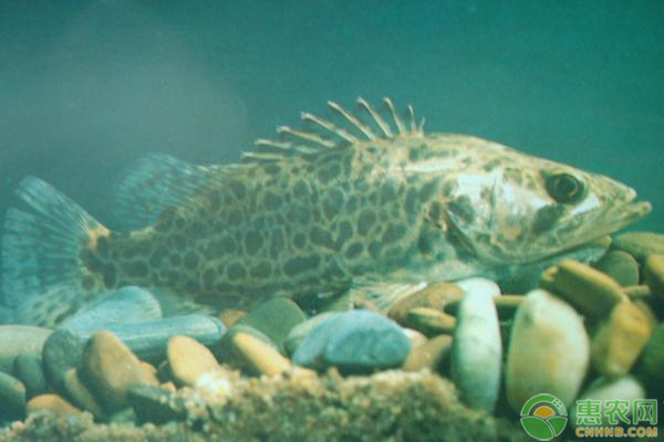 桂花鱼苗10尾左右的什么价格？桂花鱼养殖成本利