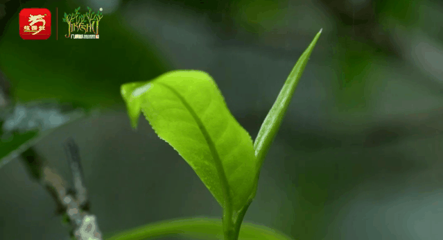 不饮春茶，怎知春光已至？
