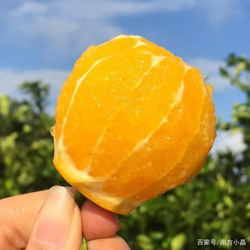 买橘子时，一定要挑“母”的，牢记这1点，保准桔子又甜又好吃