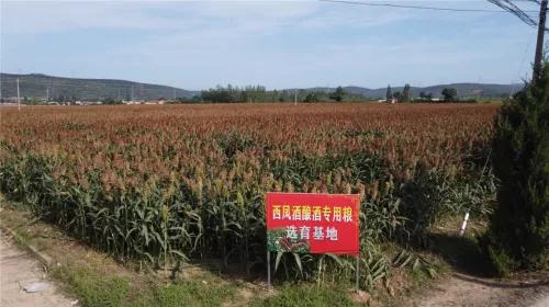 初秋酒飘香 又见高粱红