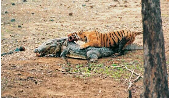 问世间谁的牙齿最牛逼？盘点动物界的那些奇异的牙齿