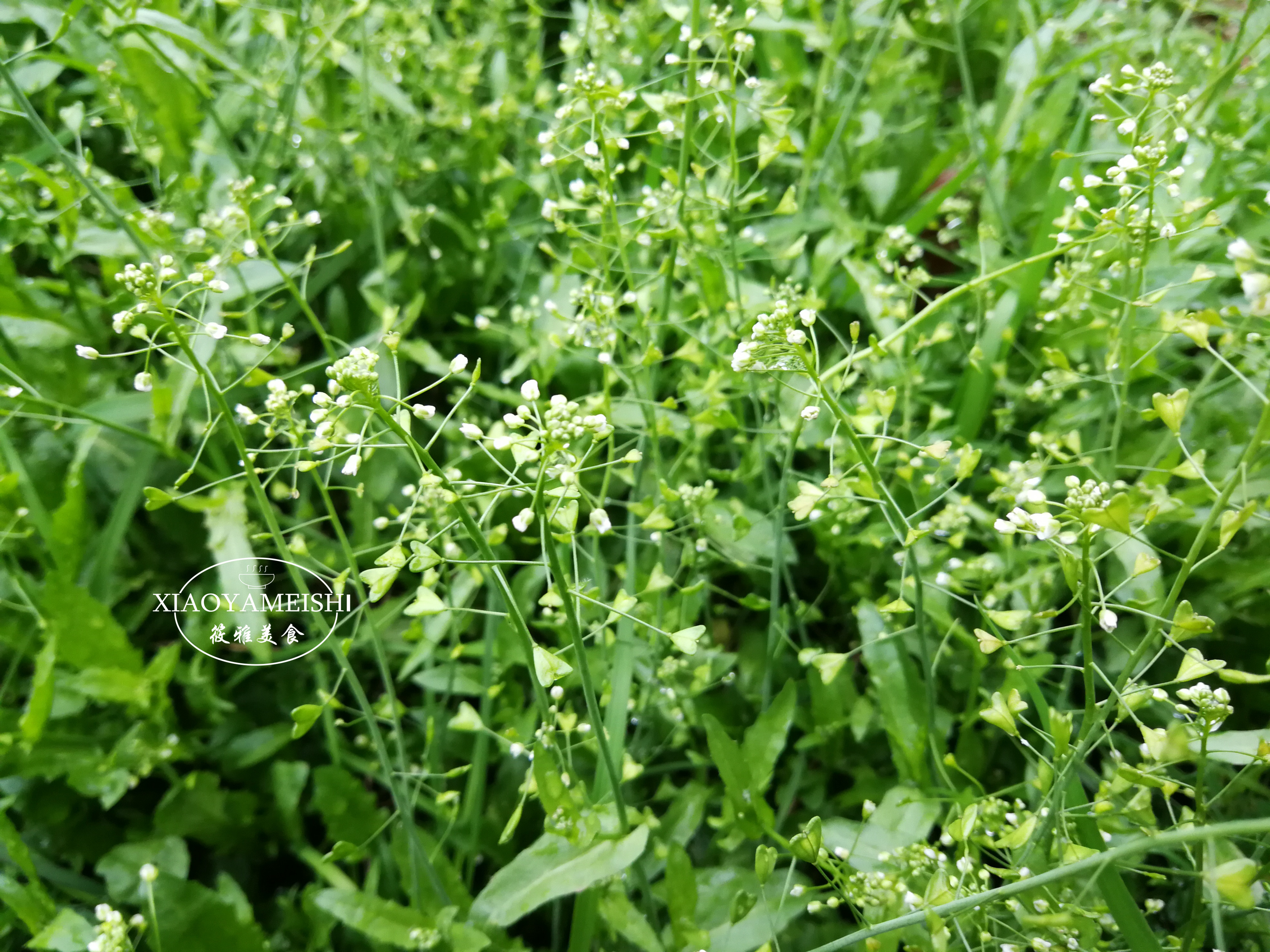 三月吃野菜正当时这10种春天野菜不要错过错过了要等一年