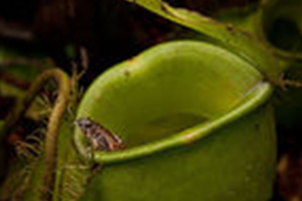 全球10大怪异青蛙，第二全身透明，第四毒性最强，你认识几种？